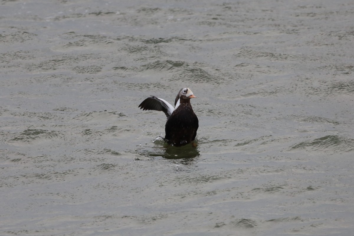 Spectacled Eider - ML644172876
