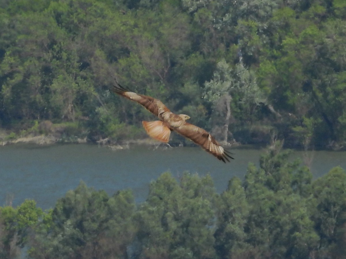 ニシオオノスリ - ML644172877