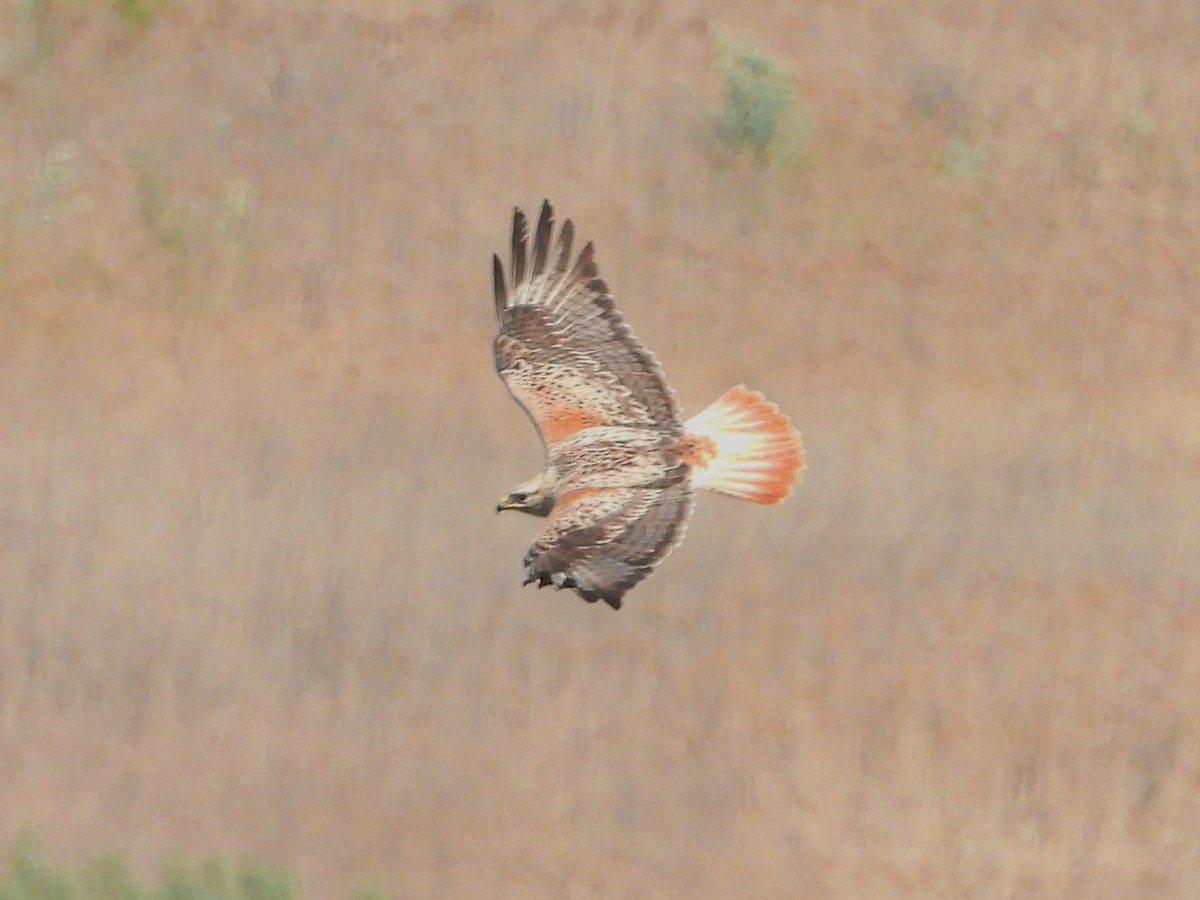 ニシオオノスリ - ML644172878