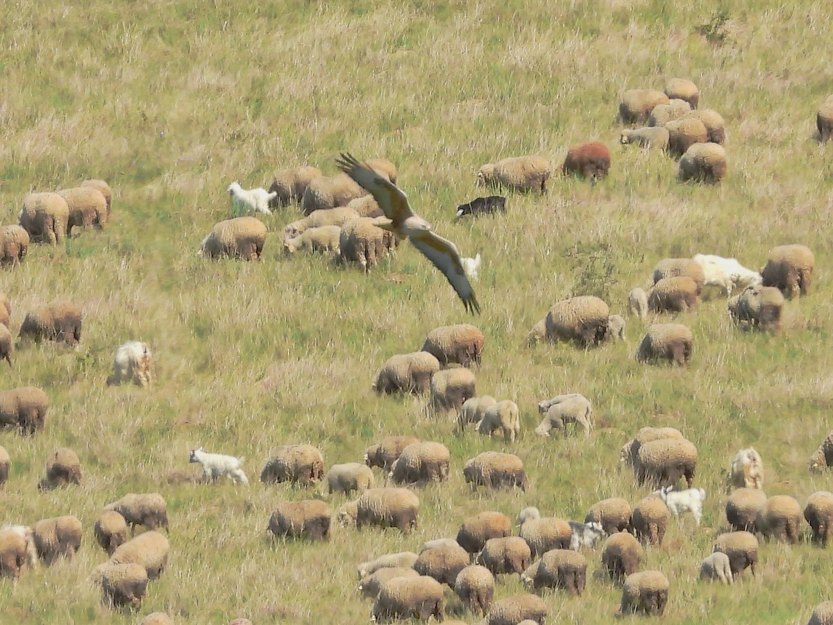 ニシオオノスリ - ML644172879