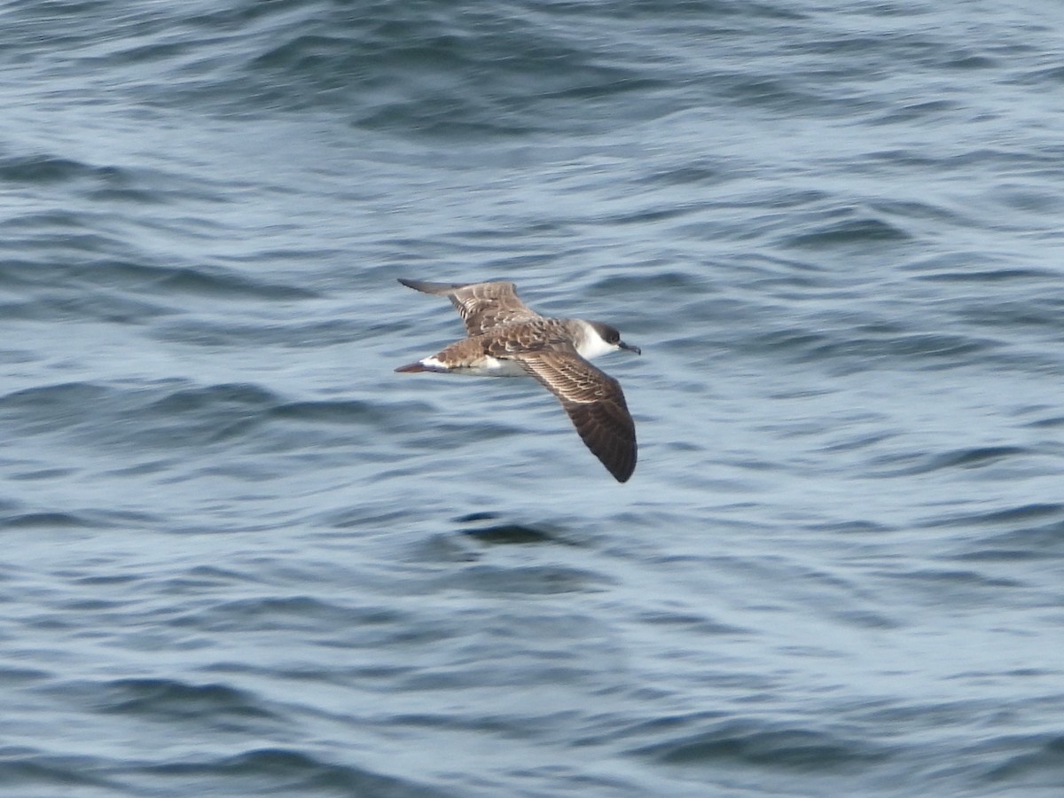 Great Shearwater - ML644172882