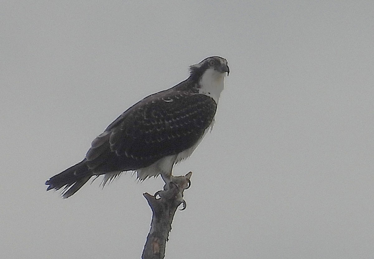 Загасч явлаг - ML644172896