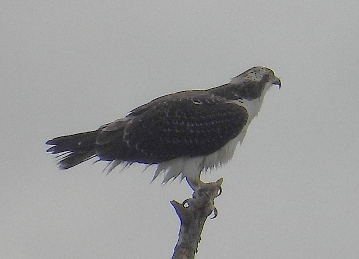 Загасч явлаг - ML644172897