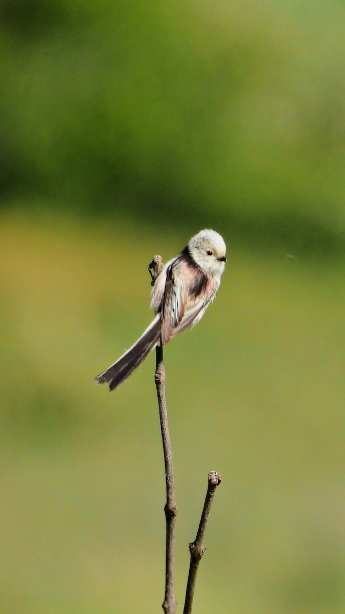 mlynařík dlouhoocasý - ML644172905