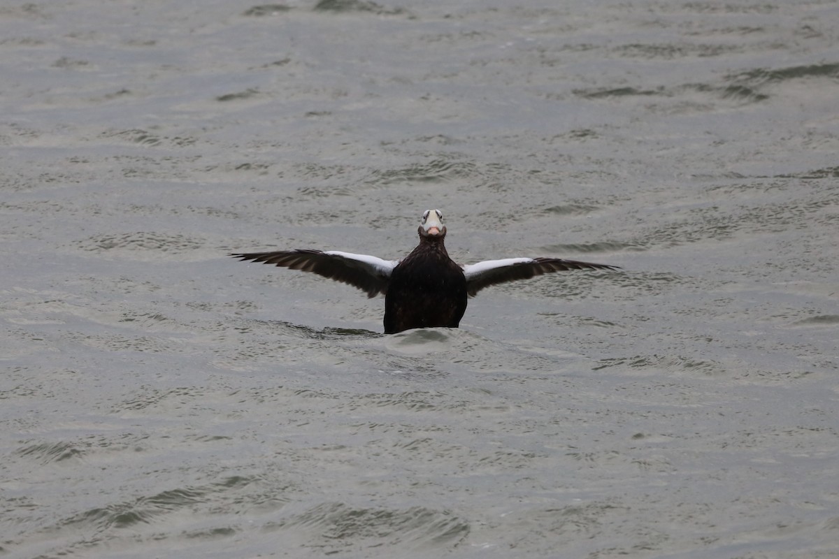 Spectacled Eider - ML644172909
