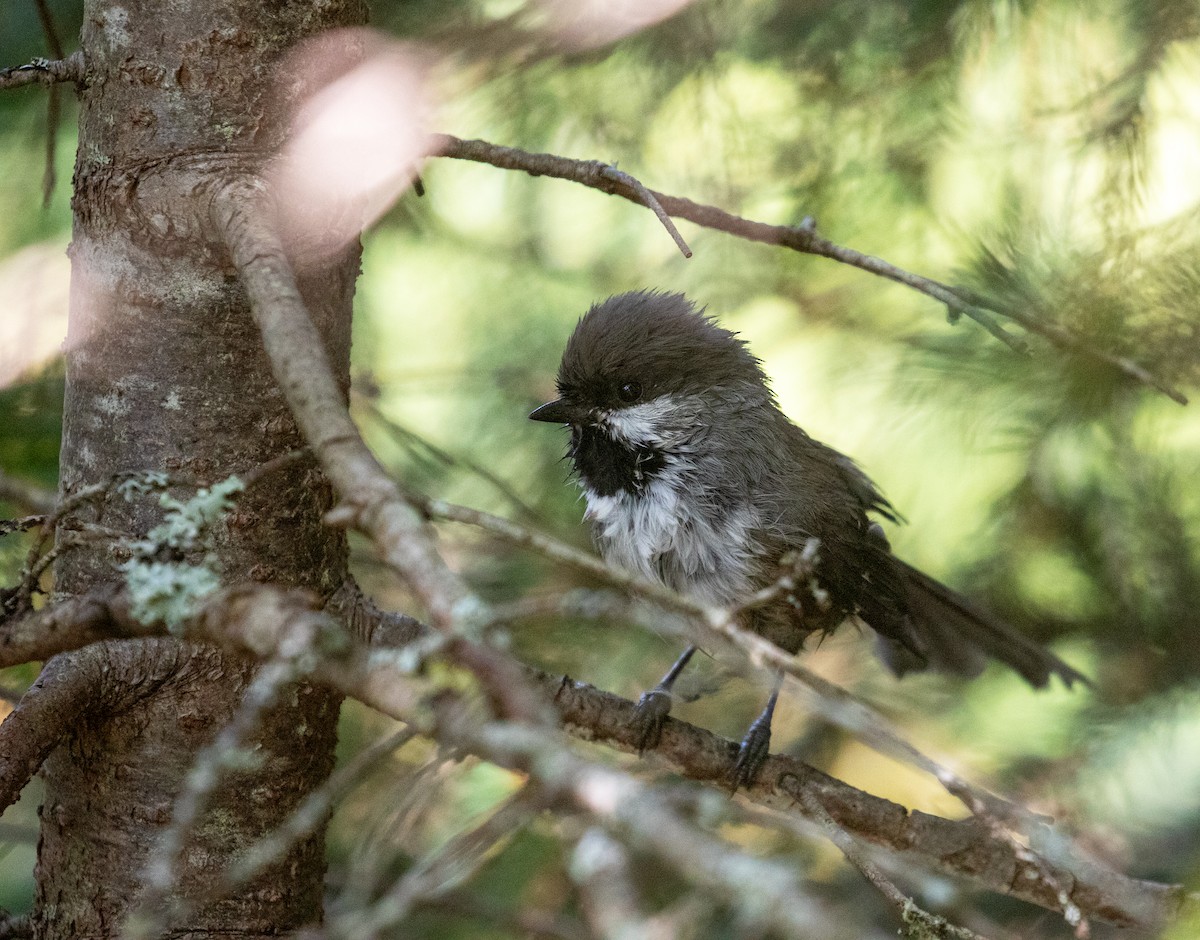 Boreal Chickadee - ML644172910
