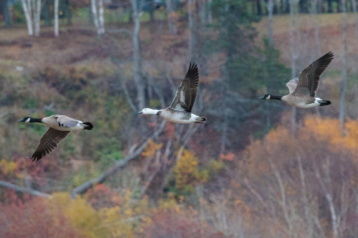 Snow x Canada Goose (hybrid) - ML644172926