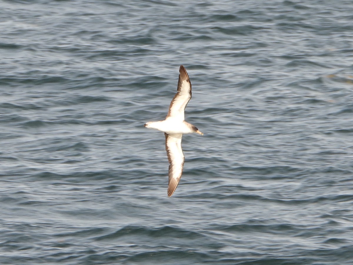 Cory's Shearwater - ML644172927