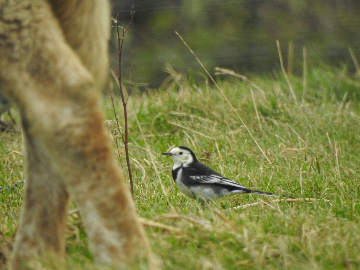 White Wagtail (British) - ML644172929