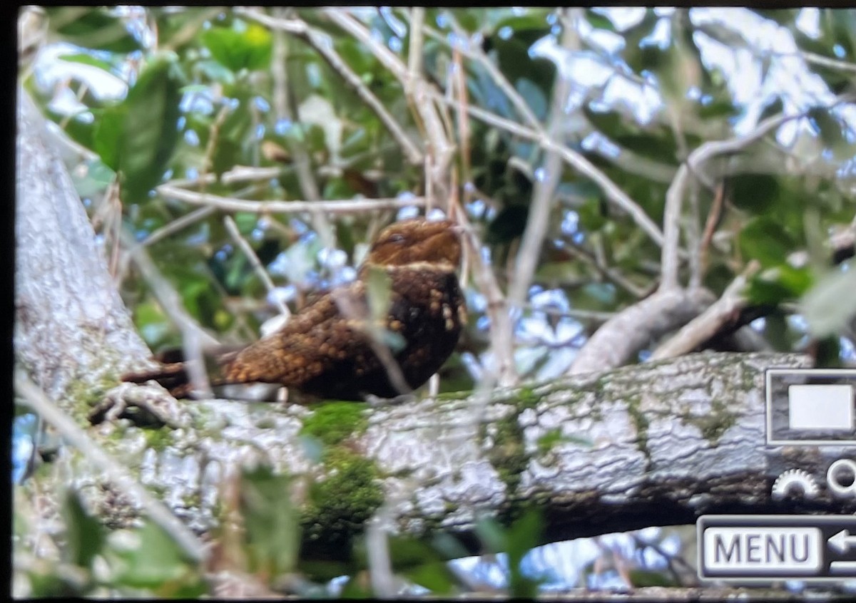 karolinanattravn - ML644172930