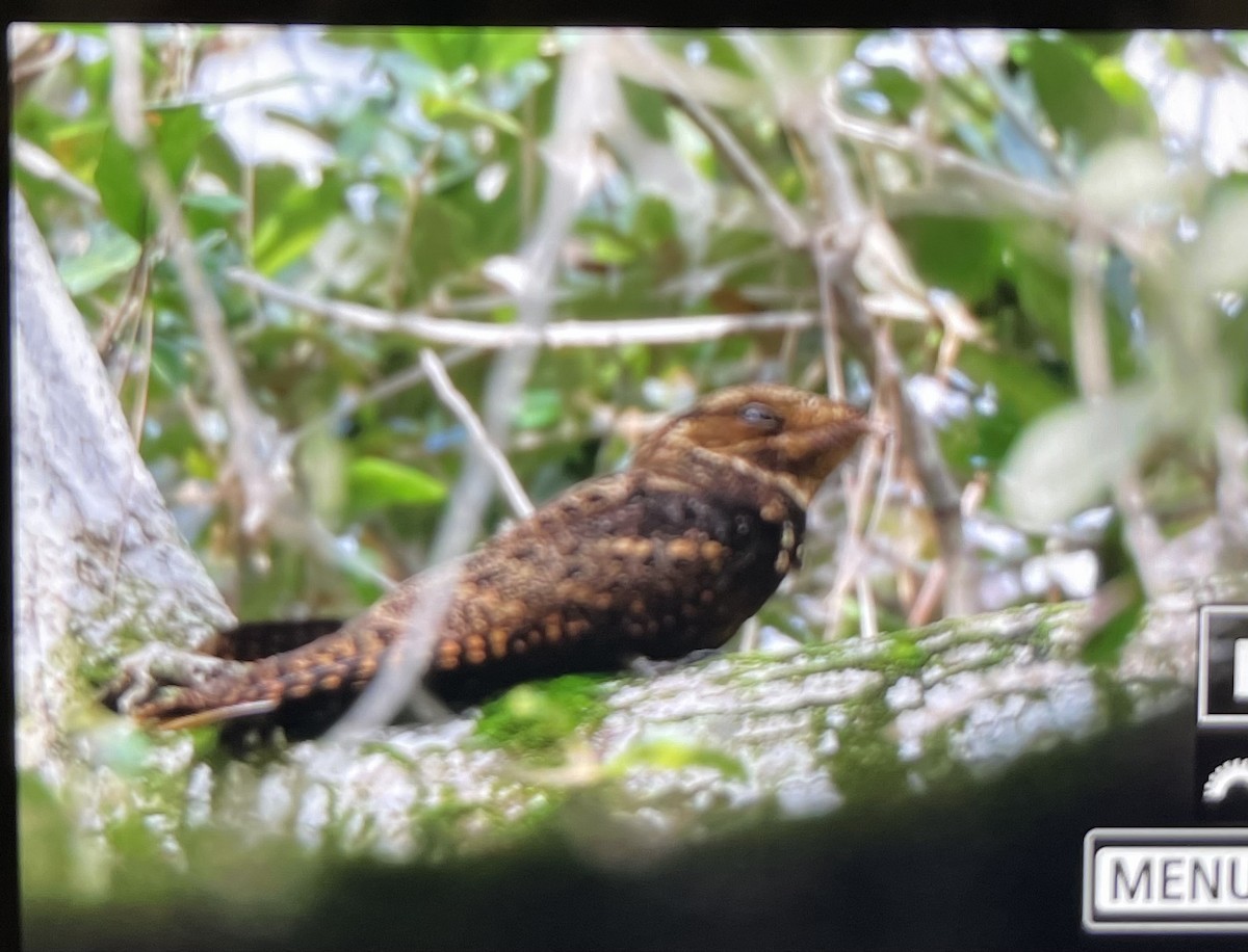 karolinanattravn - ML644172931