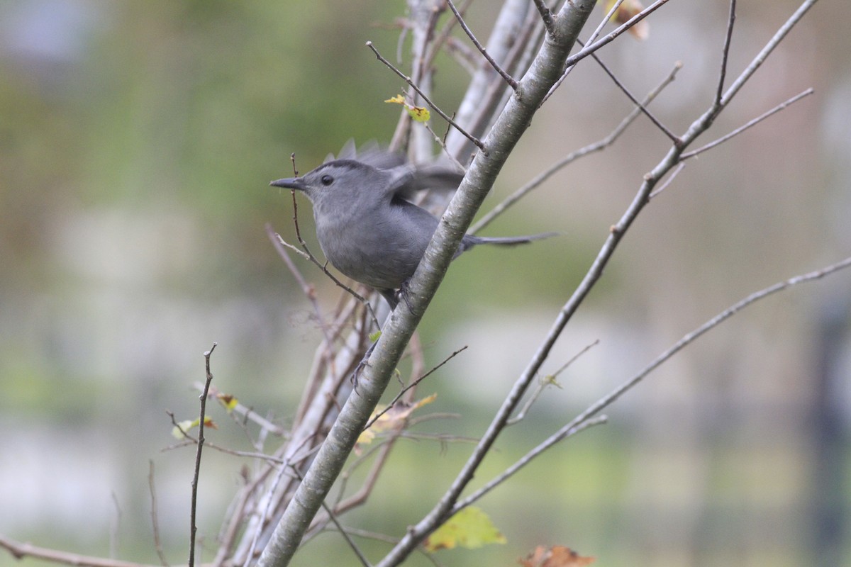 Gray Catbird - ML644172932