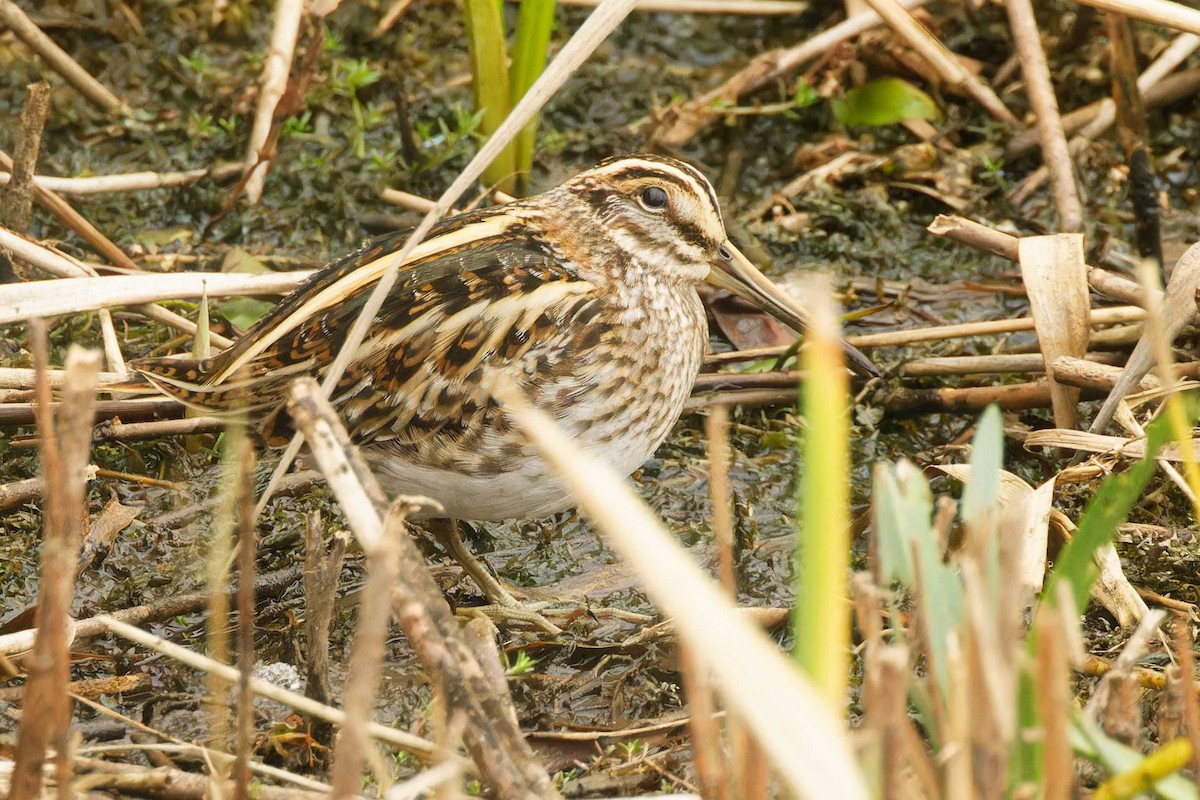 Frullino - ML644172944