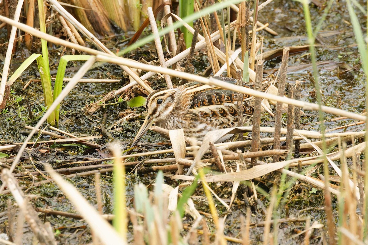 Frullino - ML644172945