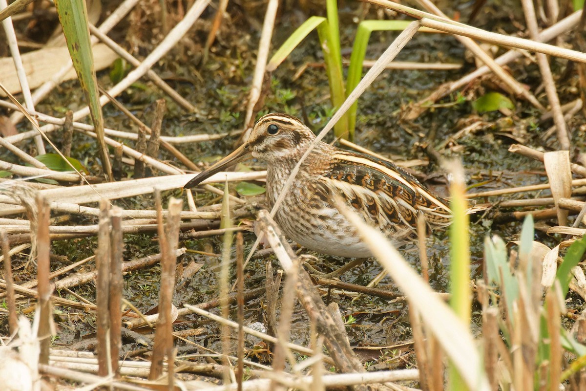 Frullino - ML644172946