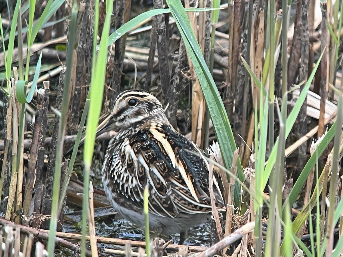 Frullino - ML644172947