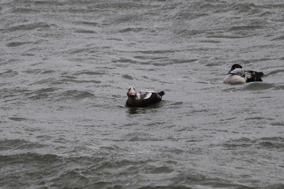 Spectacled Eider - ML644172948