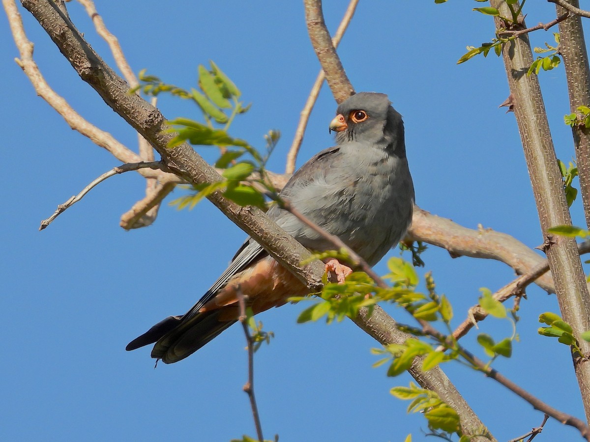 Турамтай шонхор - ML644172963