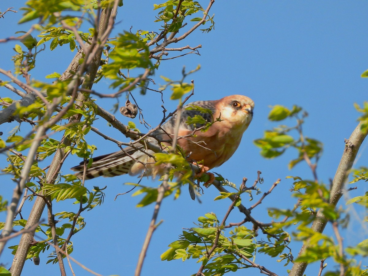 Турамтай шонхор - ML644172964