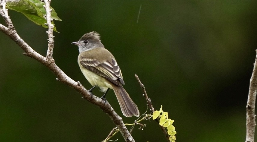 Yellow-bellied Elaenia - ML644172966