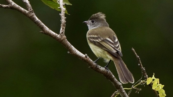 Yellow-bellied Elaenia - ML644172967