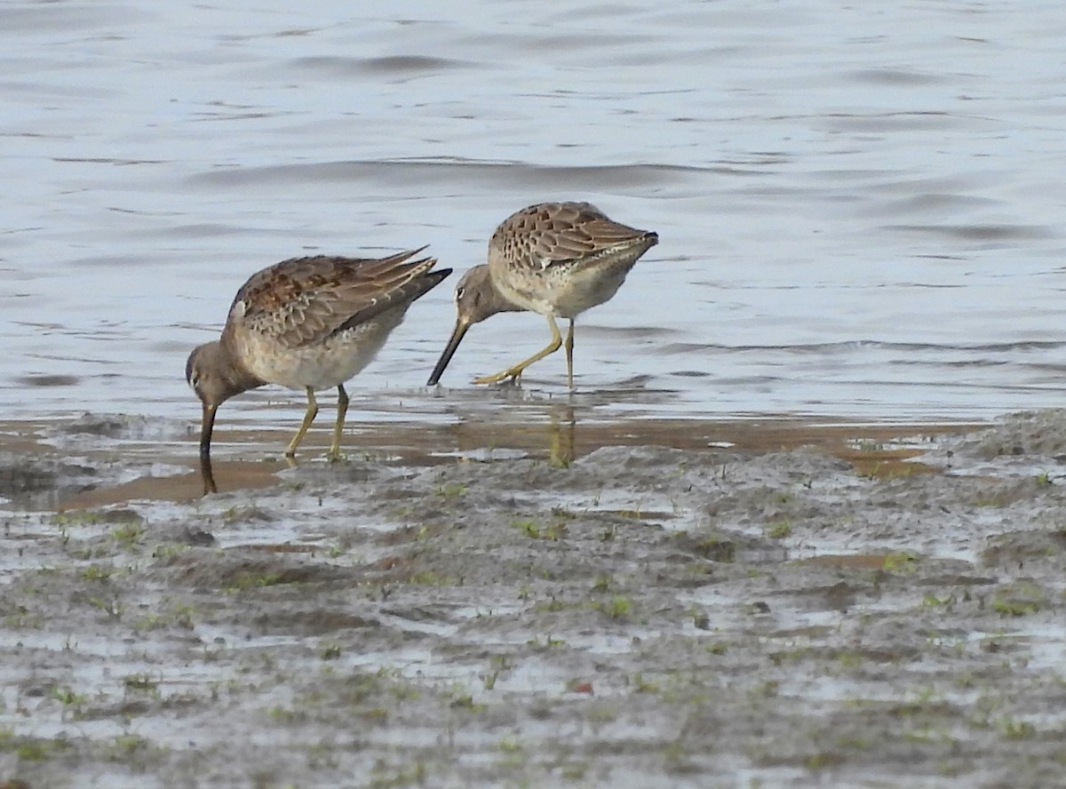 slukovec dlouhozobý - ML644172983