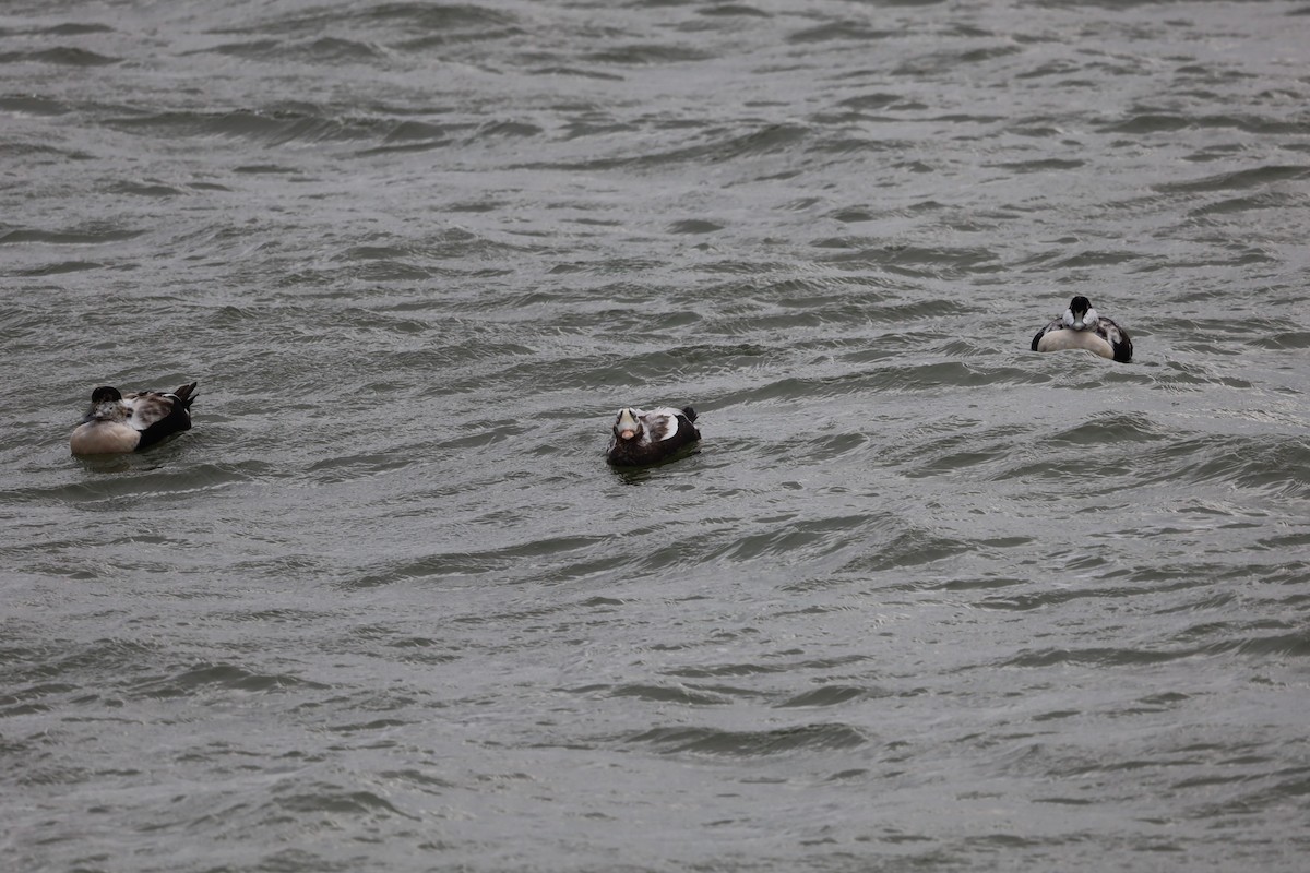 Spectacled Eider - ML644172984