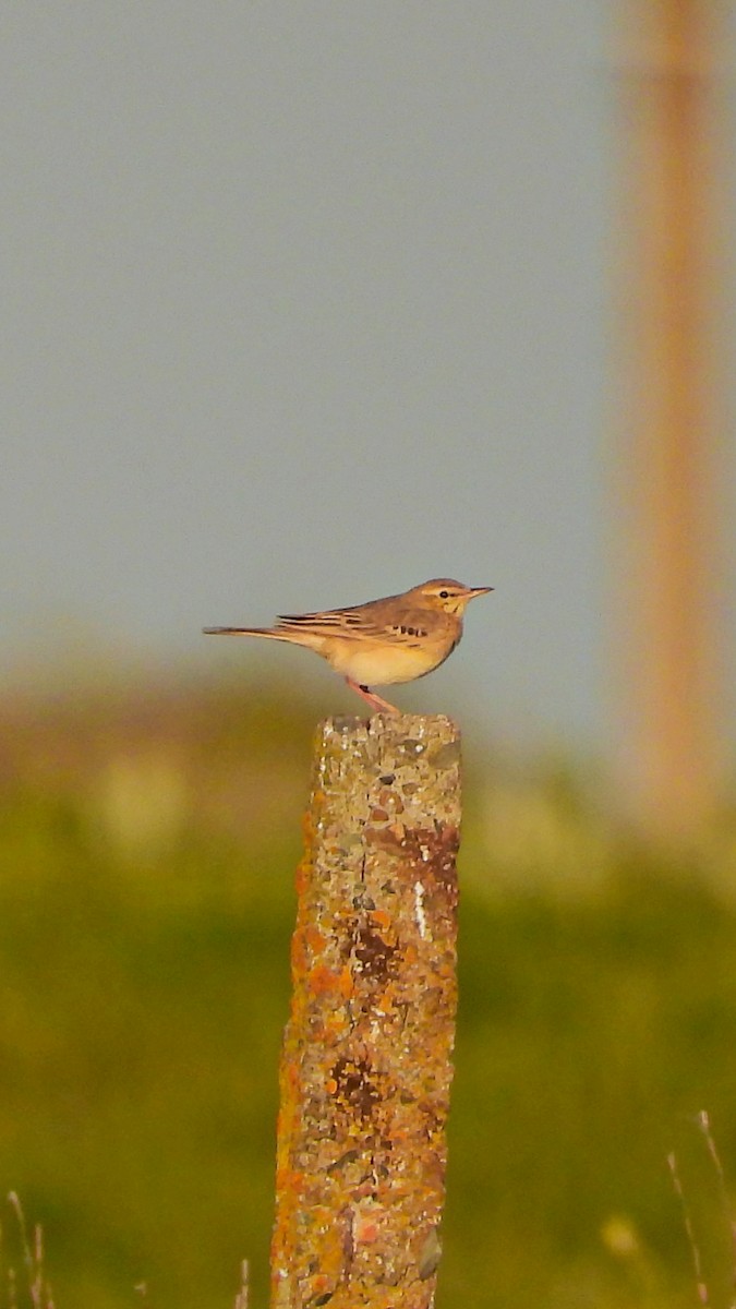 linduška úhorní - ML644172988