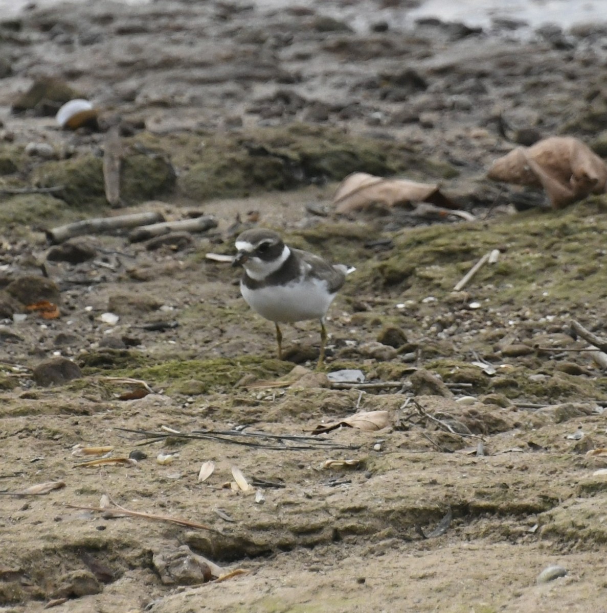 Semipalmated Plover - ML644172993