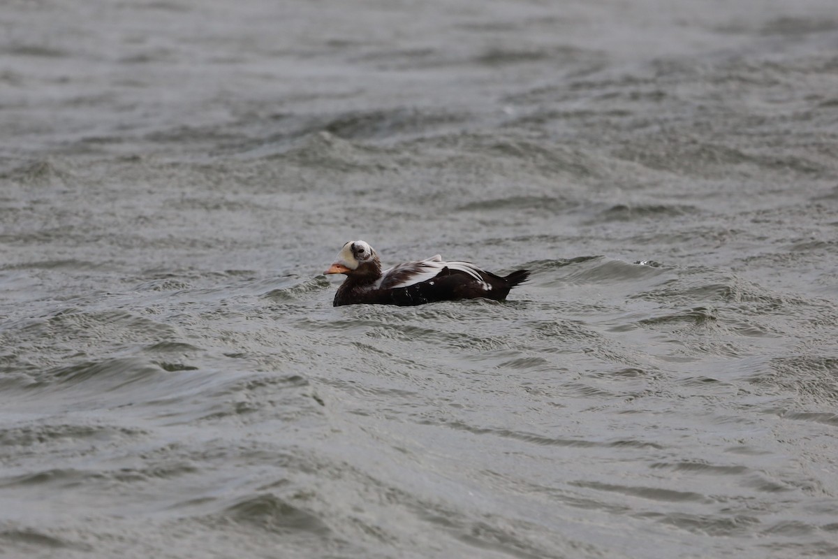 Spectacled Eider - ML644172999