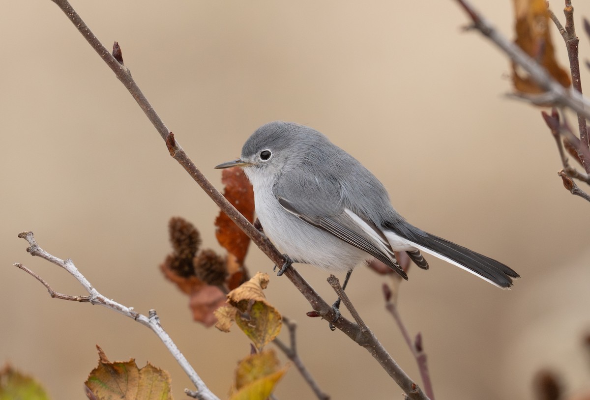 Blue-gray Gnatcatcher - ML644173011