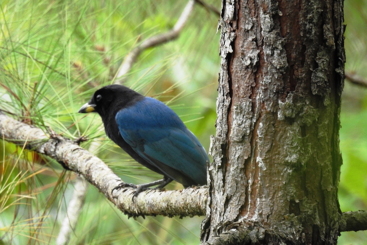 Bushy-crested Jay - ML644173029