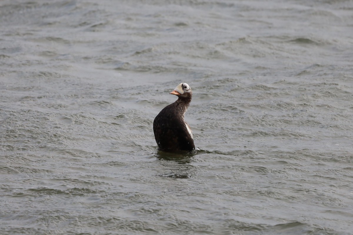 Spectacled Eider - ML644173040