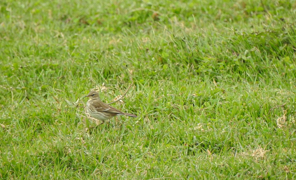 Water Pipit - ML644173042