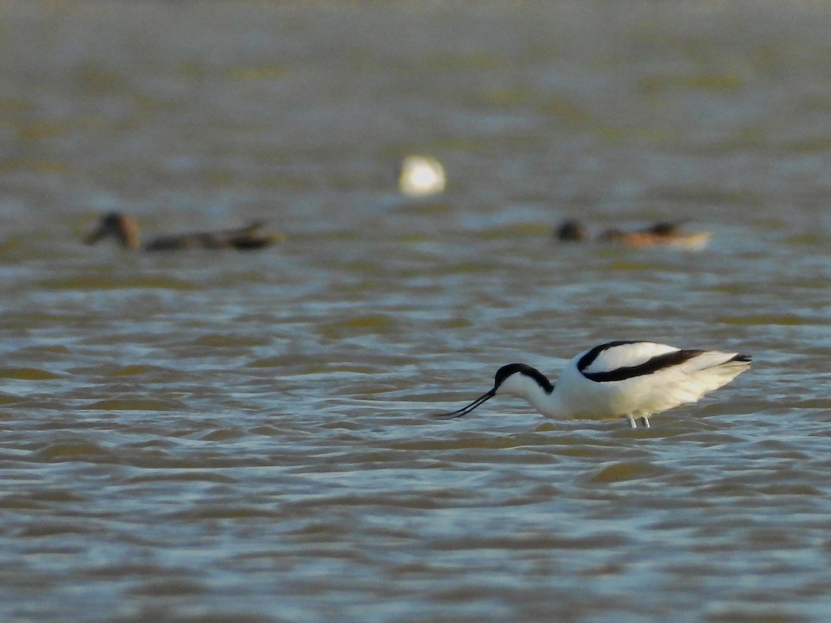 tenkozobec opačný - ML644173046