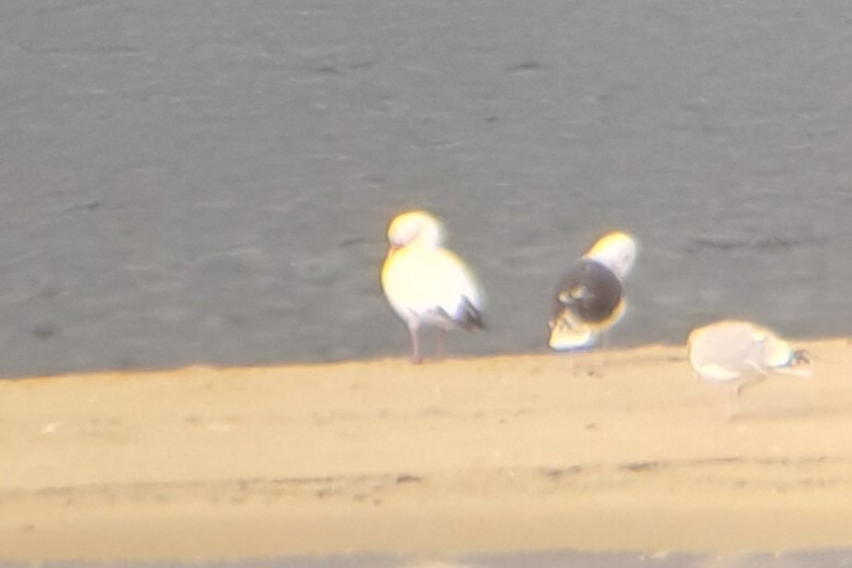 Snow Goose - ML644173062