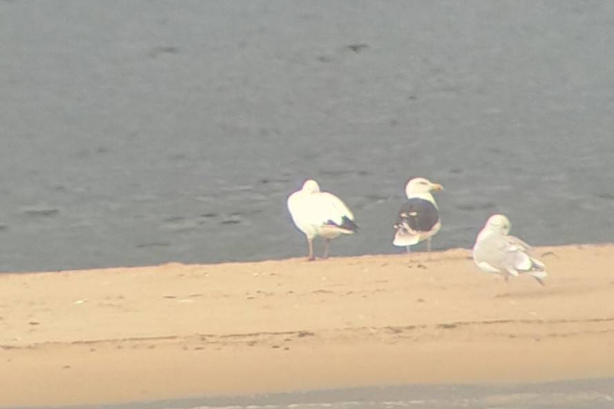 Snow Goose - ML644173063