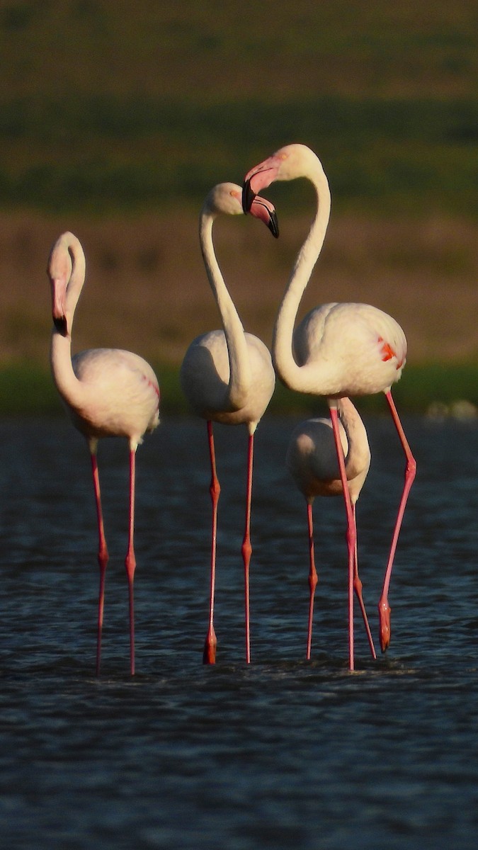 plameňák růžový - ML644173064