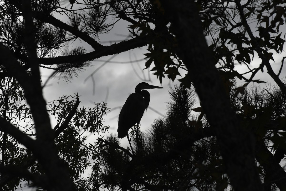 Great Blue Heron - ML644173065