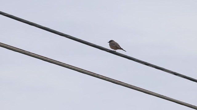 Moucherolle à ventre roux - ML644173088