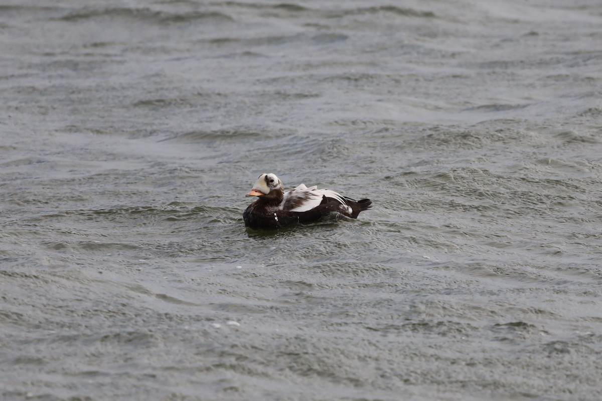 Spectacled Eider - ML644173091