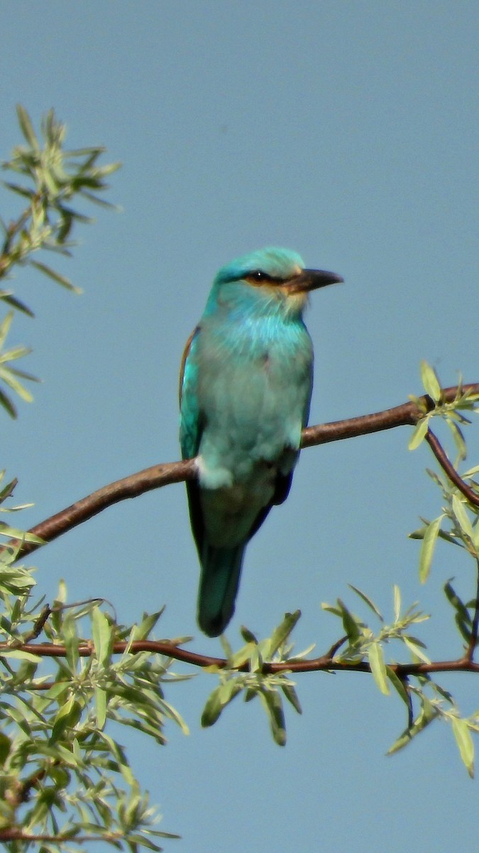 mandelík hajní - ML644173093