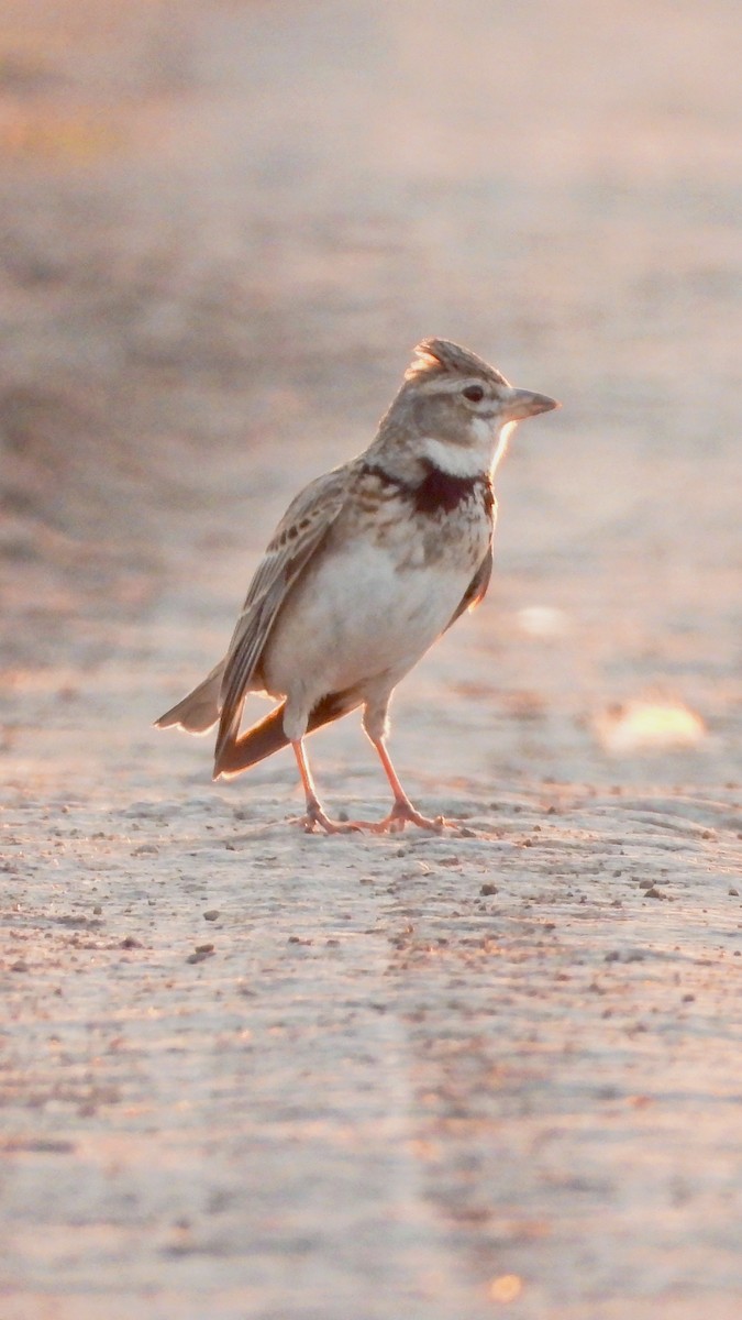 Kalanderlerche - ML644173108