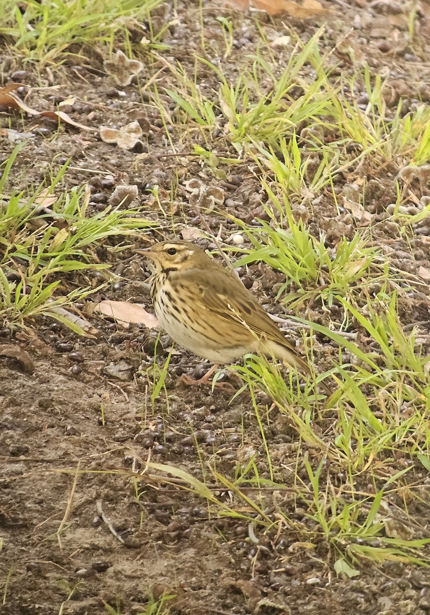 ビンズイ - ML644173110