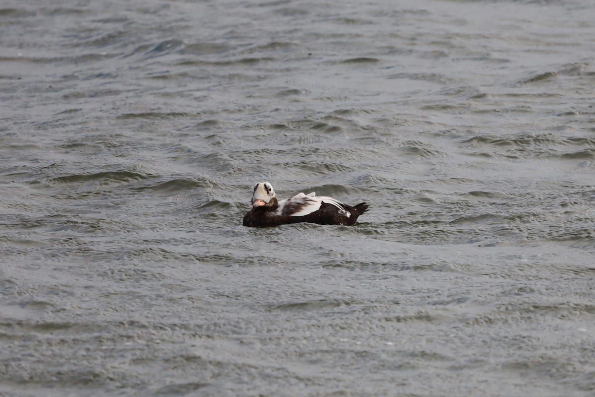 Spectacled Eider - ML644173131