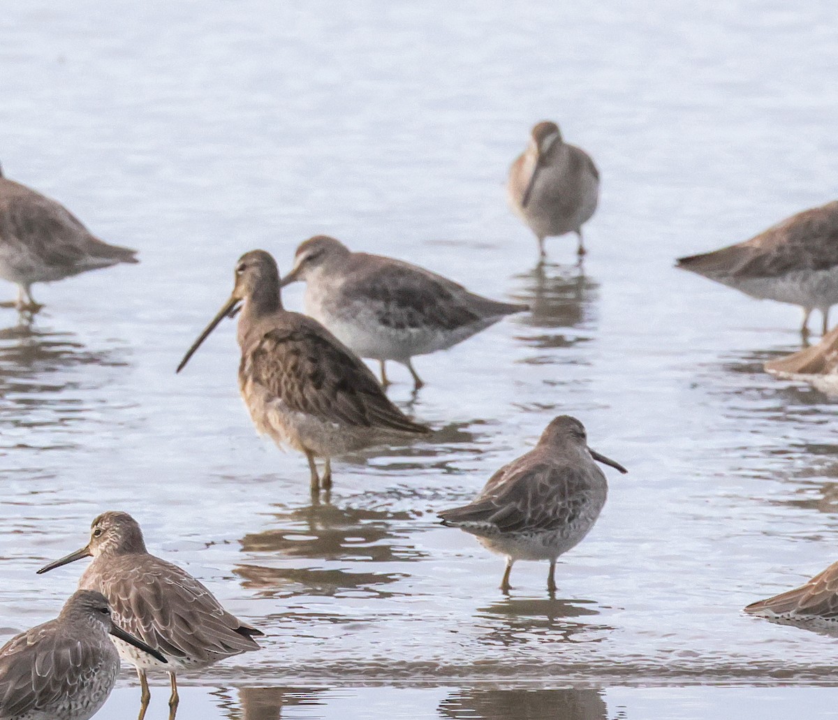 Long-billed Dowitcher - ML644173133