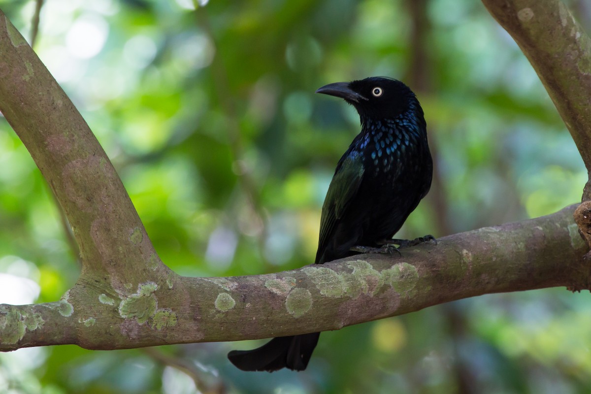Hair-crested Drongo (Javan) - ML644173151