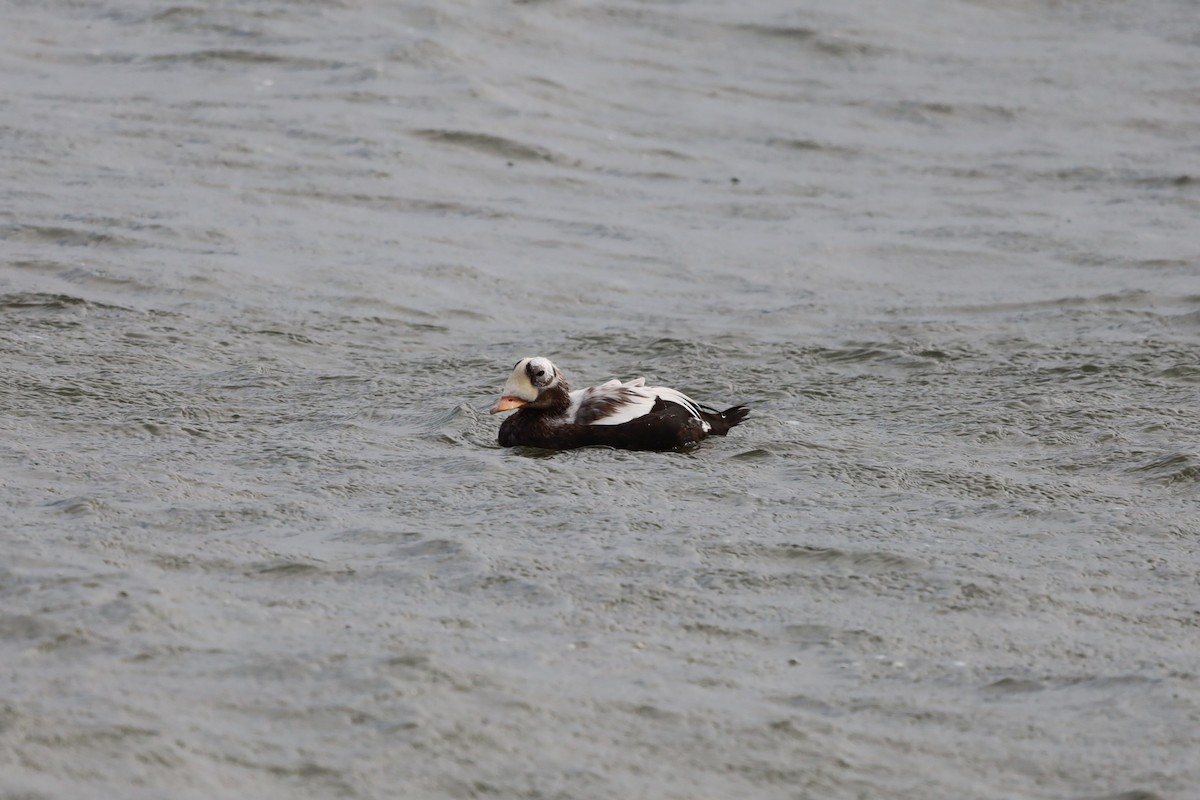 Spectacled Eider - ML644173160