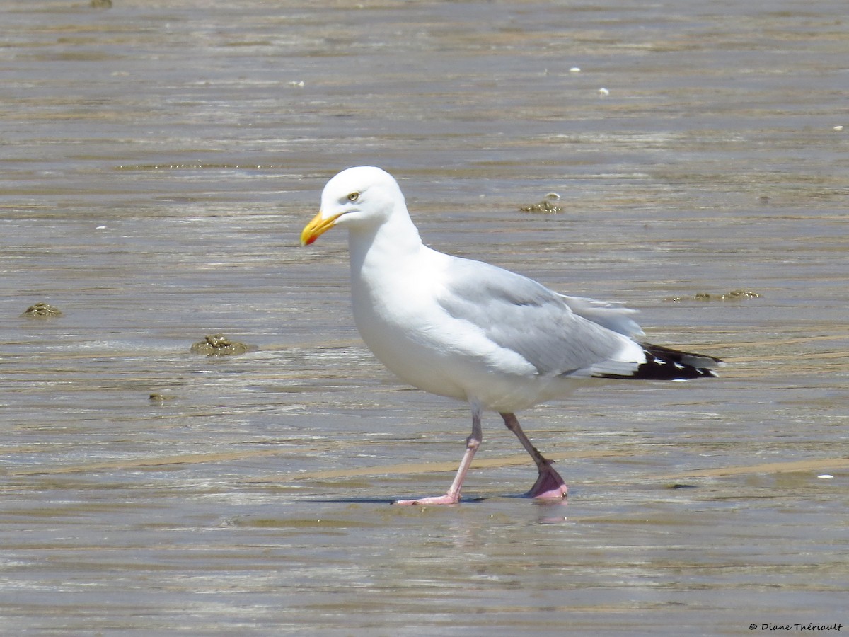European Herring Gull - ML644173162