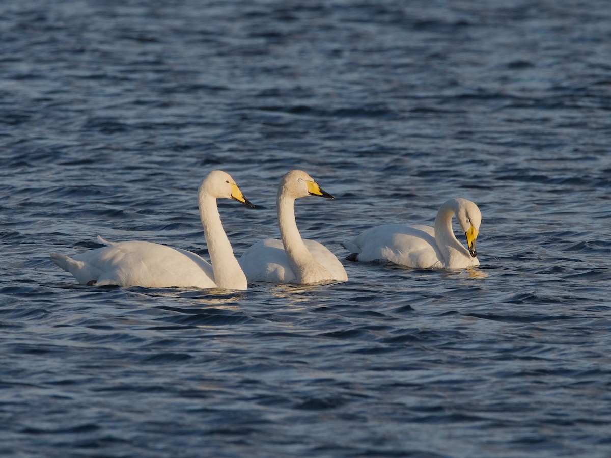 Whooper Swan - ML644173163